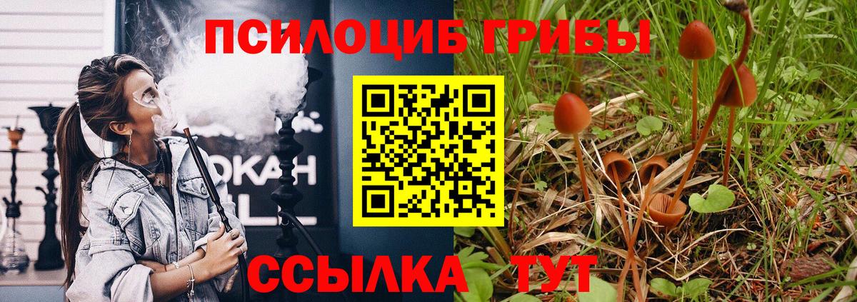 Шарыпово  Галлюциногенные грибы Psilocybine cubensis  Вход с VPN 